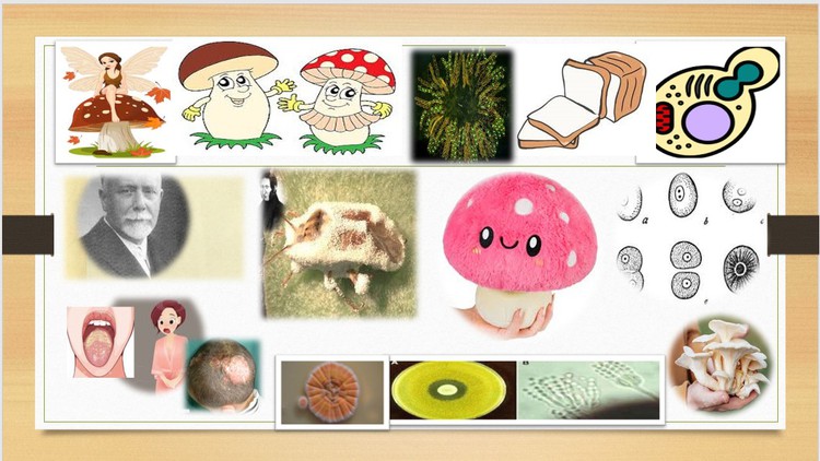 general mycology a brief review - (Free Course) - Course Joiner