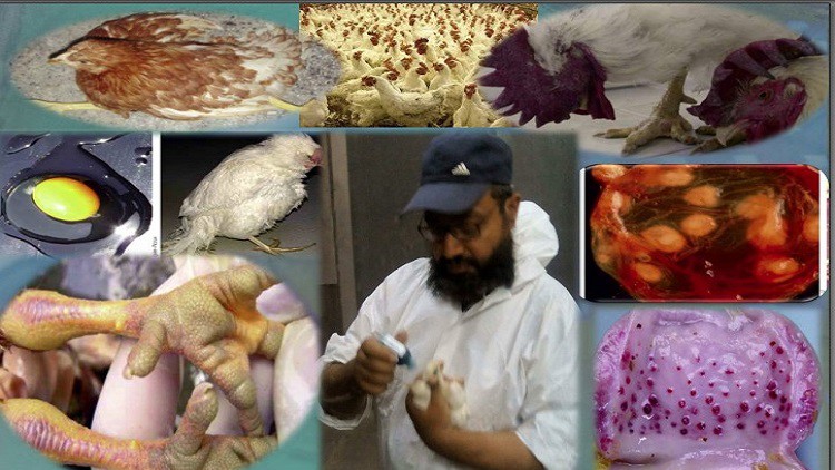 poultry farming viral diseases threaten poultry industry - (Free Course) - Course Joiner